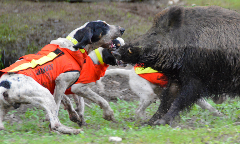 Gilet de chasse chien - gilet de portectioin chasse - gilet orange chasse