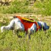 Gilet de signalisation flash v2 pour chien