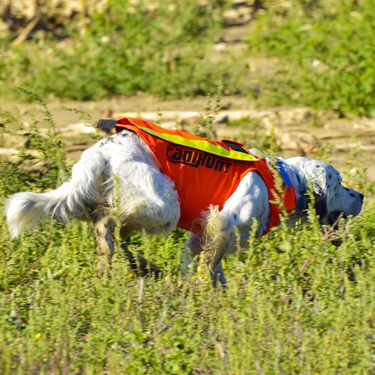 Gilet de signalisation flash v2 pour chien