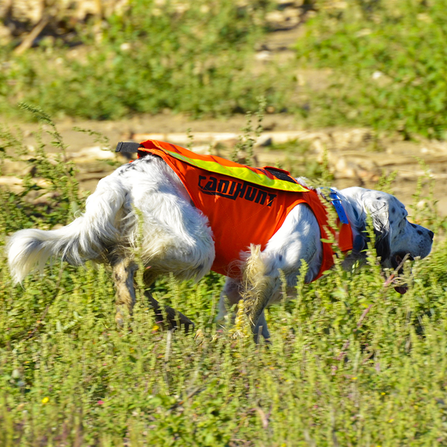 Gilet de sécurité pour chien - fluo et réfléchissant - Vêt'chien