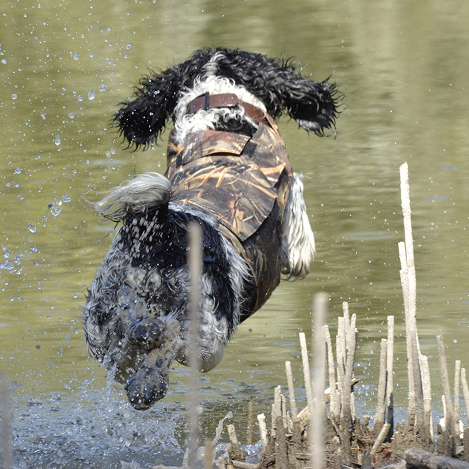 Gilet de signalisation Flash V2 Taille S pour chien de chasse - Canihunt -  ProChasse