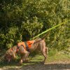 Harnais signal pour chien