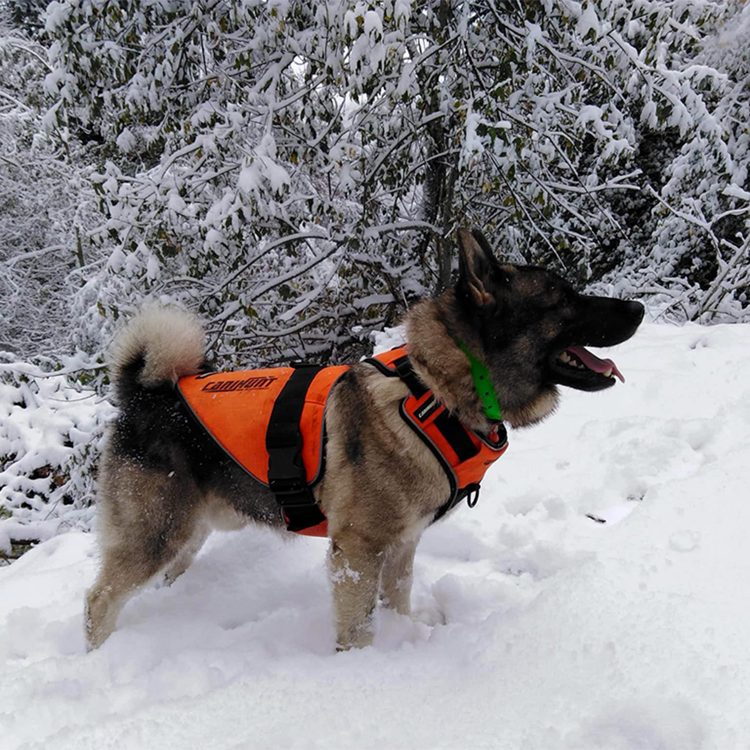 Harnais signal pour chien