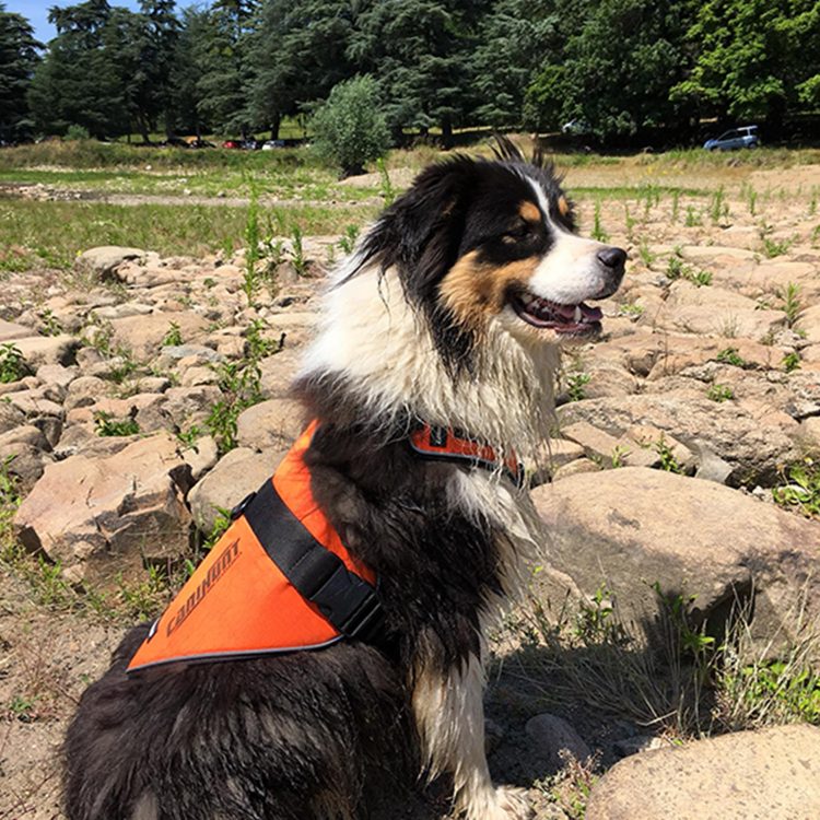 Harnais signal pour chien