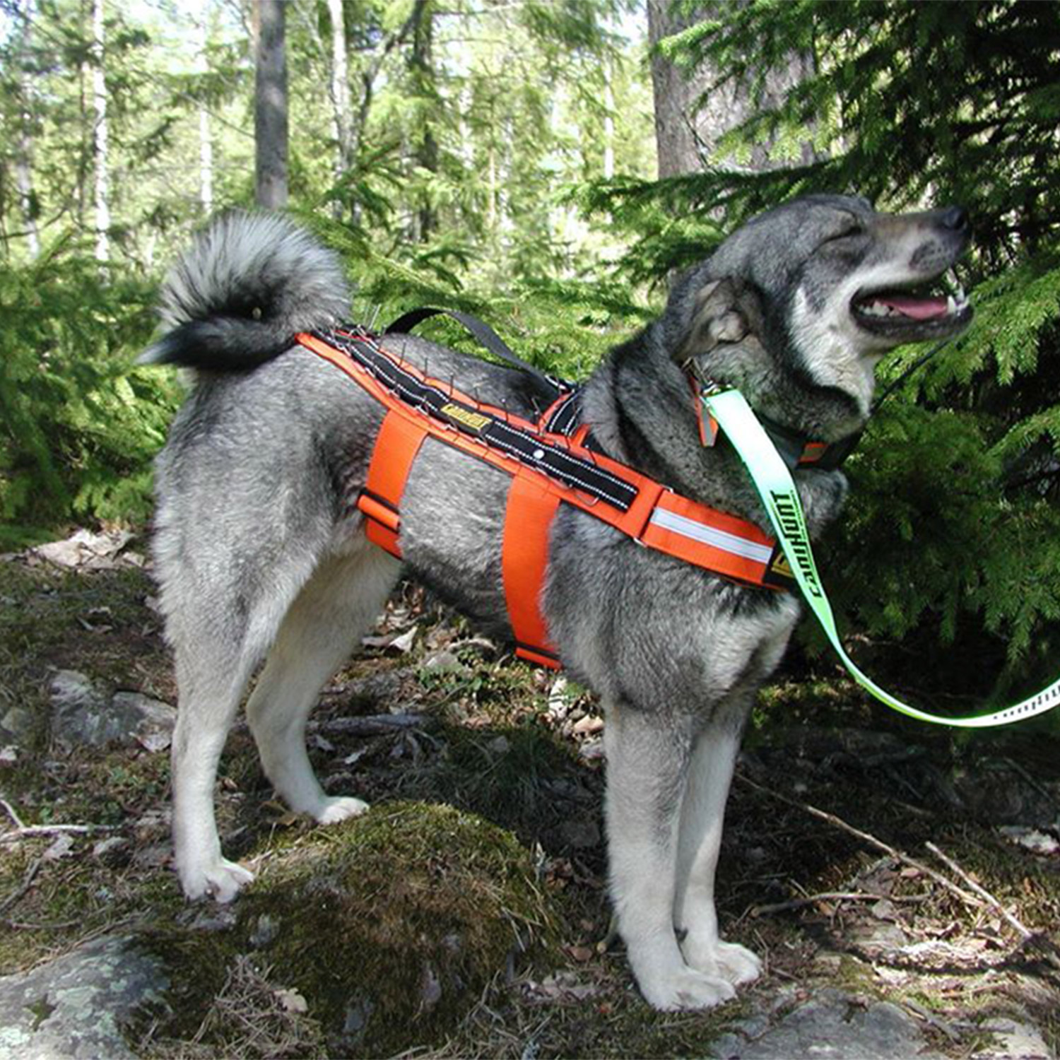 Nos Kits complets pour chiens (colliers, harnais, laisse, sac à