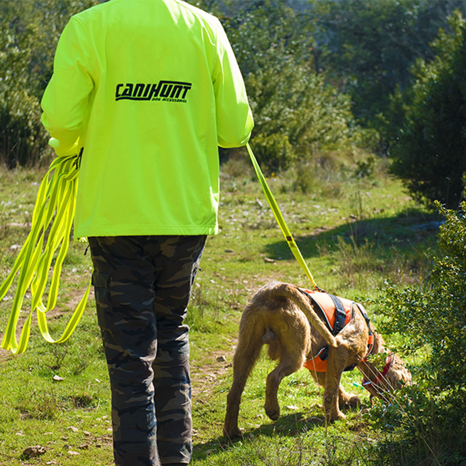 Longes & harnais pour chien