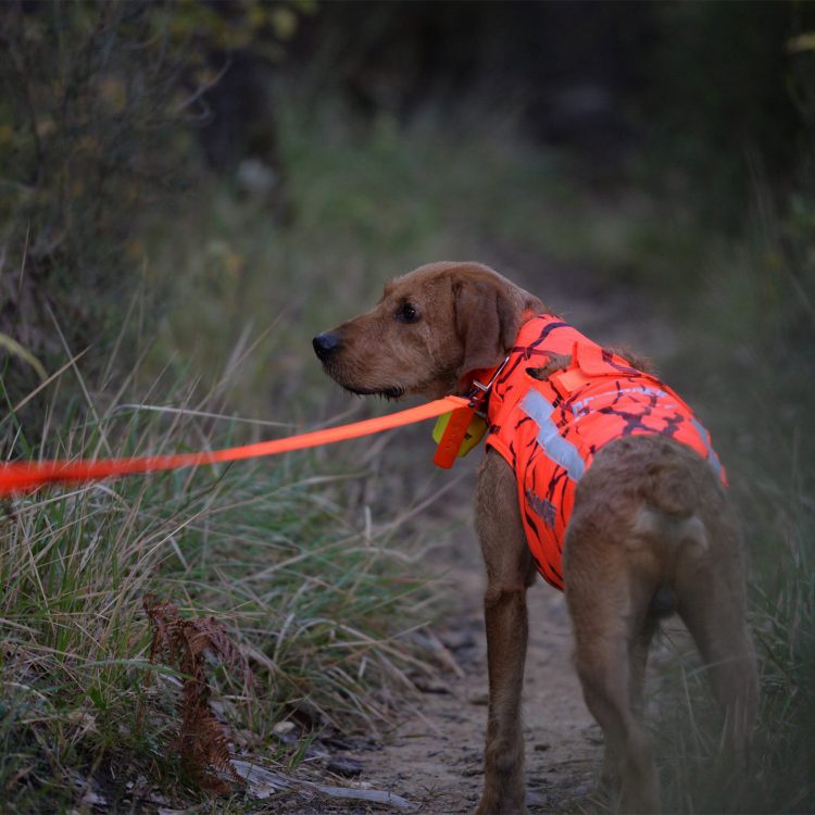 Gilet de protection pour chien