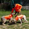 Gilet de protection pour chien