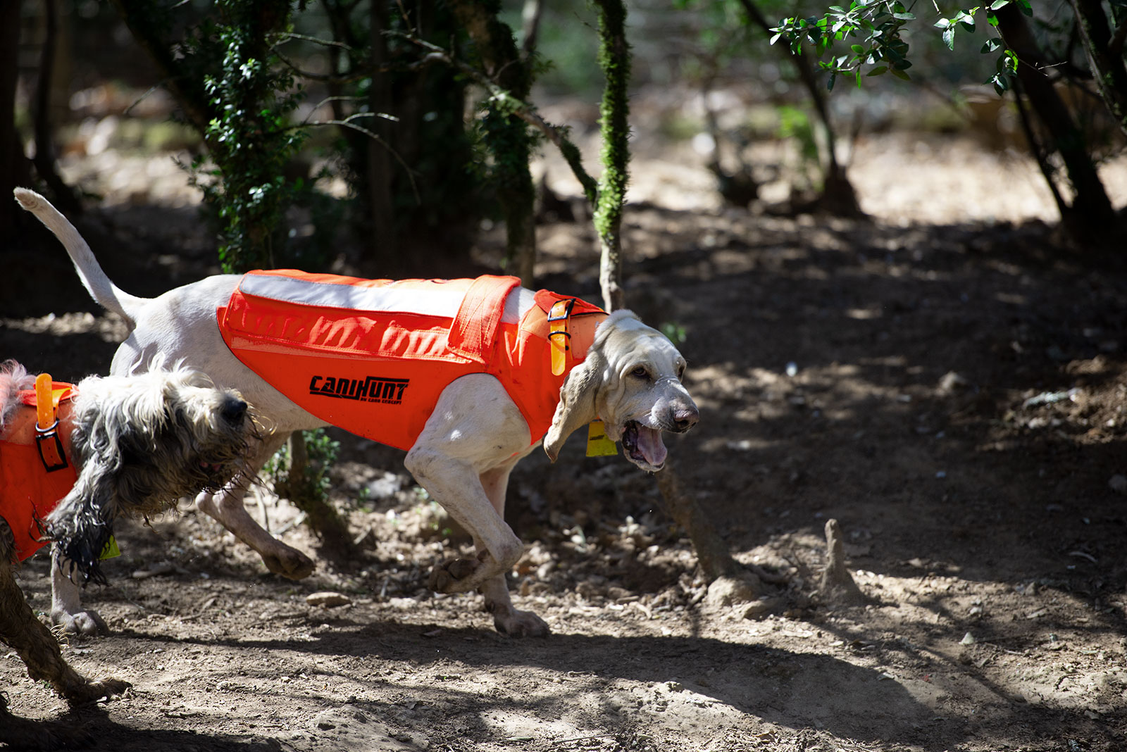 Comparaison des Gilets de Protection pour Chien de Chasse - ProChasse