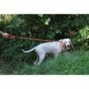 Laisse CANIHUNT X-TREME orange 120cm