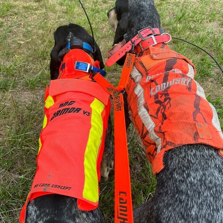 Laisse coupleur plate orange pour attacher 2 chiens de chasse