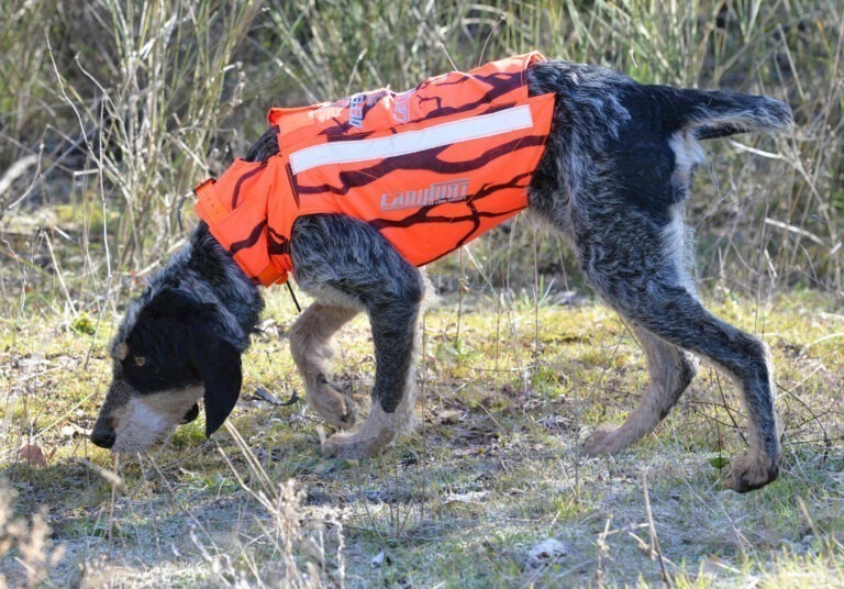 L’IMPORTANCE DE LA VISIBILITÉ DES ÉQUIPEMENTS DU CHIEN DE CHASSE