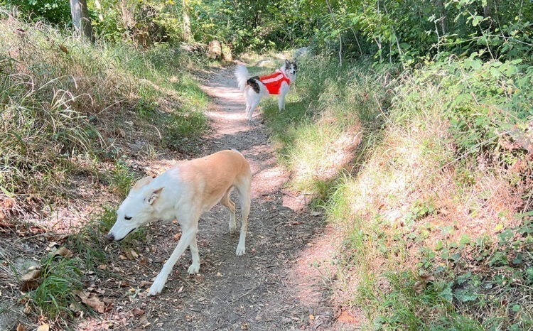 Gilet de signalisation pour chien FLASH V3