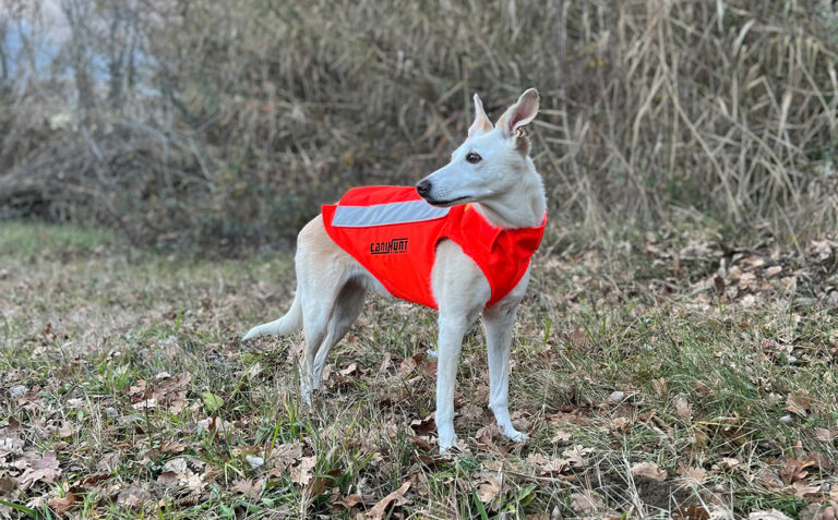 l existe différents modèles de gilets de signalisation, qui permettent aux chiens de gagner en sécurité grâce à une visibilité accrue.