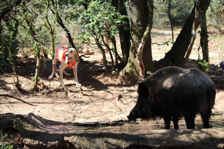 Les grands gibiers regroupent plusieurs espèces dont le sanglier