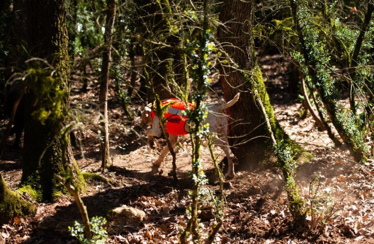 le comptage du giblier est un rituel qui marque la fin de saison de chasse