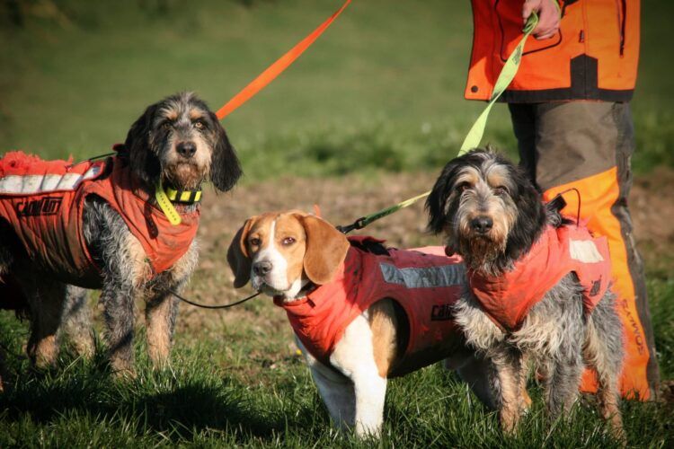 LES RACES DE CHIENS DE CHASSE SELON LE GIBIER Canihunt Shop — free download