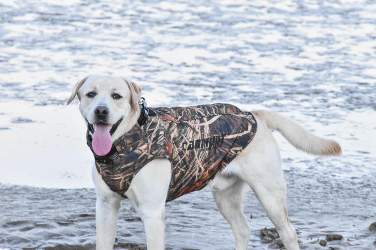 chiens de chasse à l'eau